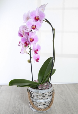 Pink Orchid Plant