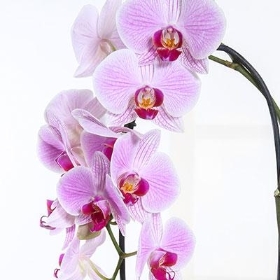 Pink Orchid Plant